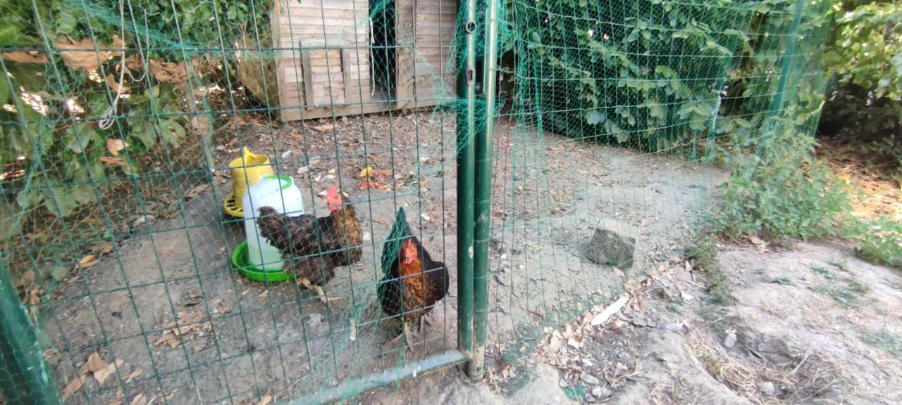 Villa La Demeure Du Figuier Évran Esterno foto